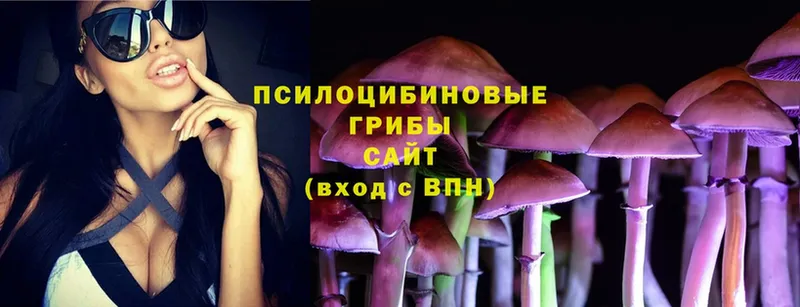 shop как зайти  Бабаево  Псилоцибиновые грибы Psilocybe 